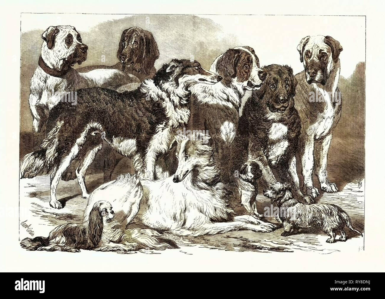 Les chiens dans le prix National Dog Show à Islington Londres UK 1869 Banque D'Images