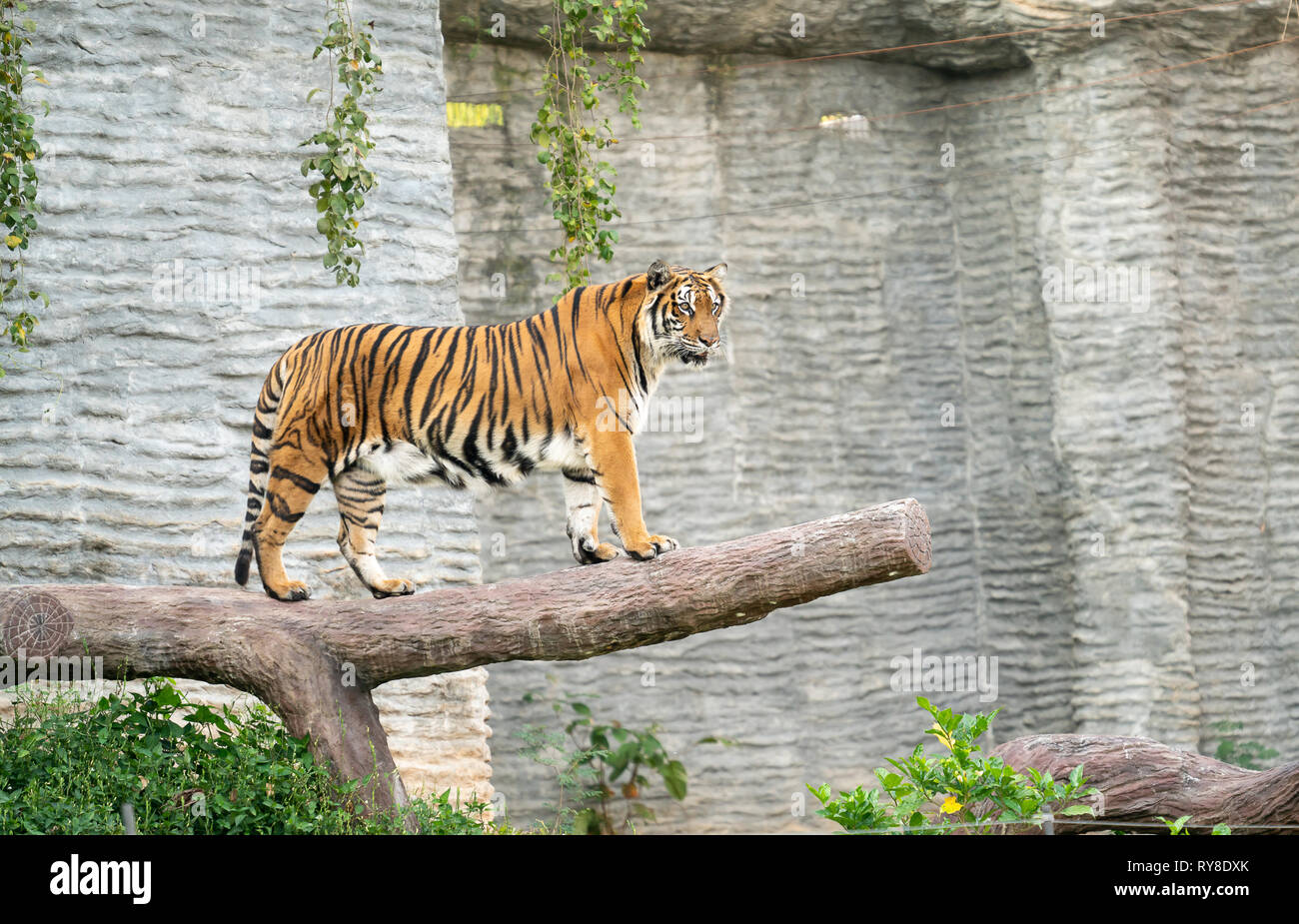 Au zoo du tigre du Bengale (Panthera tigris) Banque D'Images