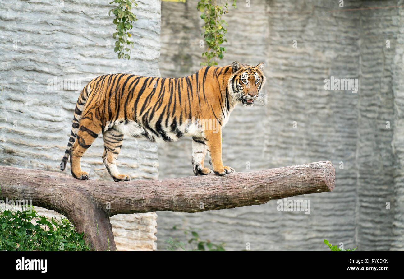 Au zoo du tigre du Bengale (Panthera tigris) Banque D'Images