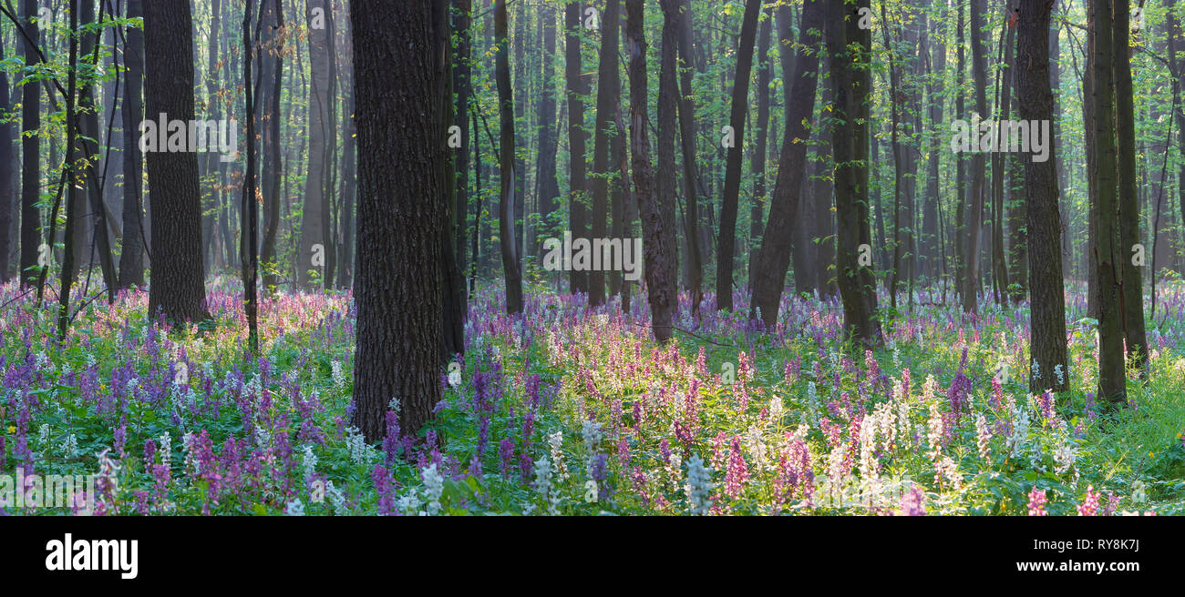 Foret Printemps Banque D Image Et Photos Alamy