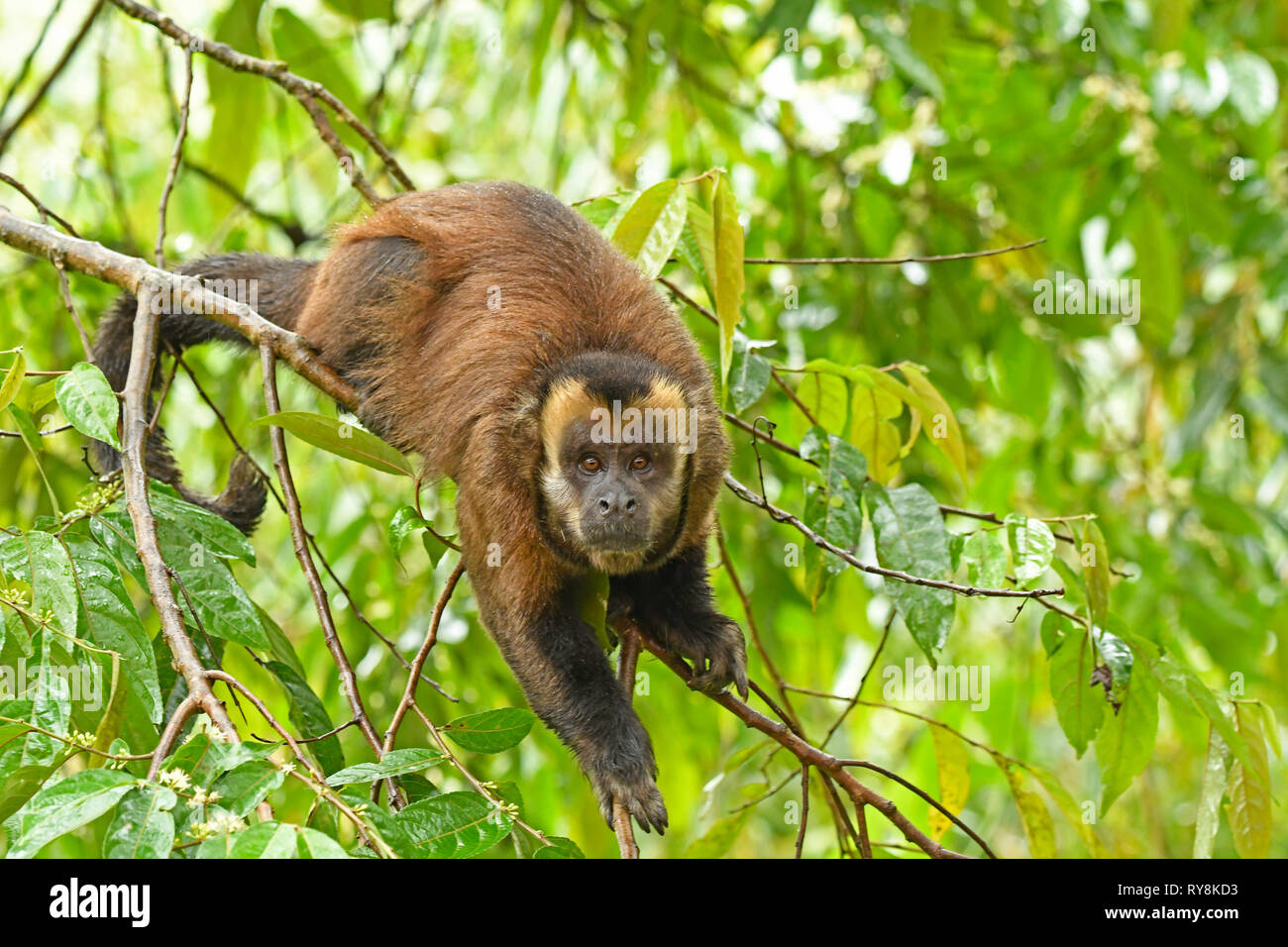Singe Capucin brun (apella cebus) mâle adulte sur branch, Manu Cloudforest, Pérou, Novembre Banque D'Images