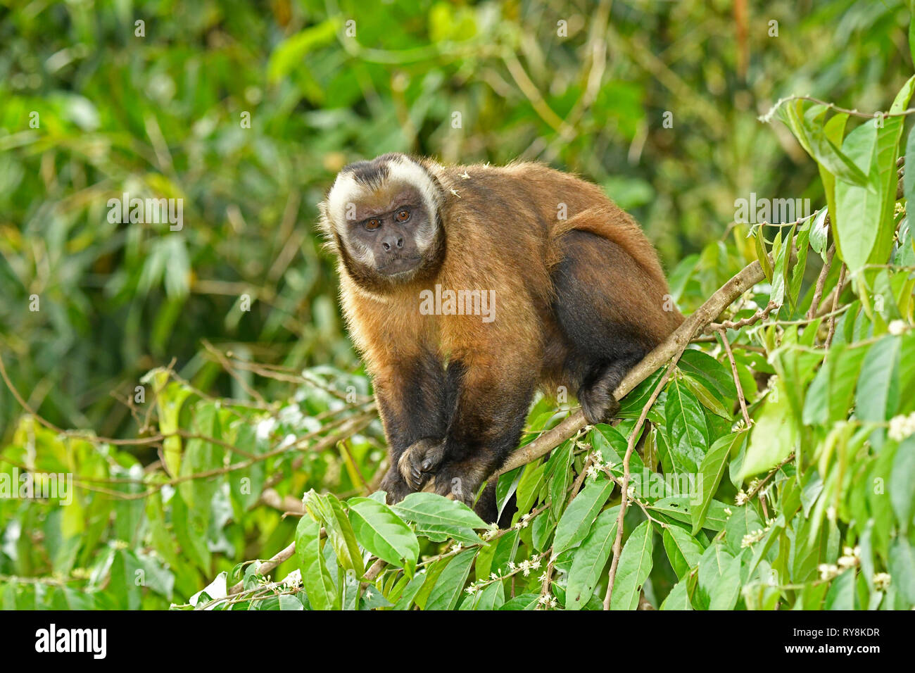 Singe Capucin brun (apella cebus) mâle adulte sur branch, Manu Cloudforest, Pérou, Novembre Banque D'Images