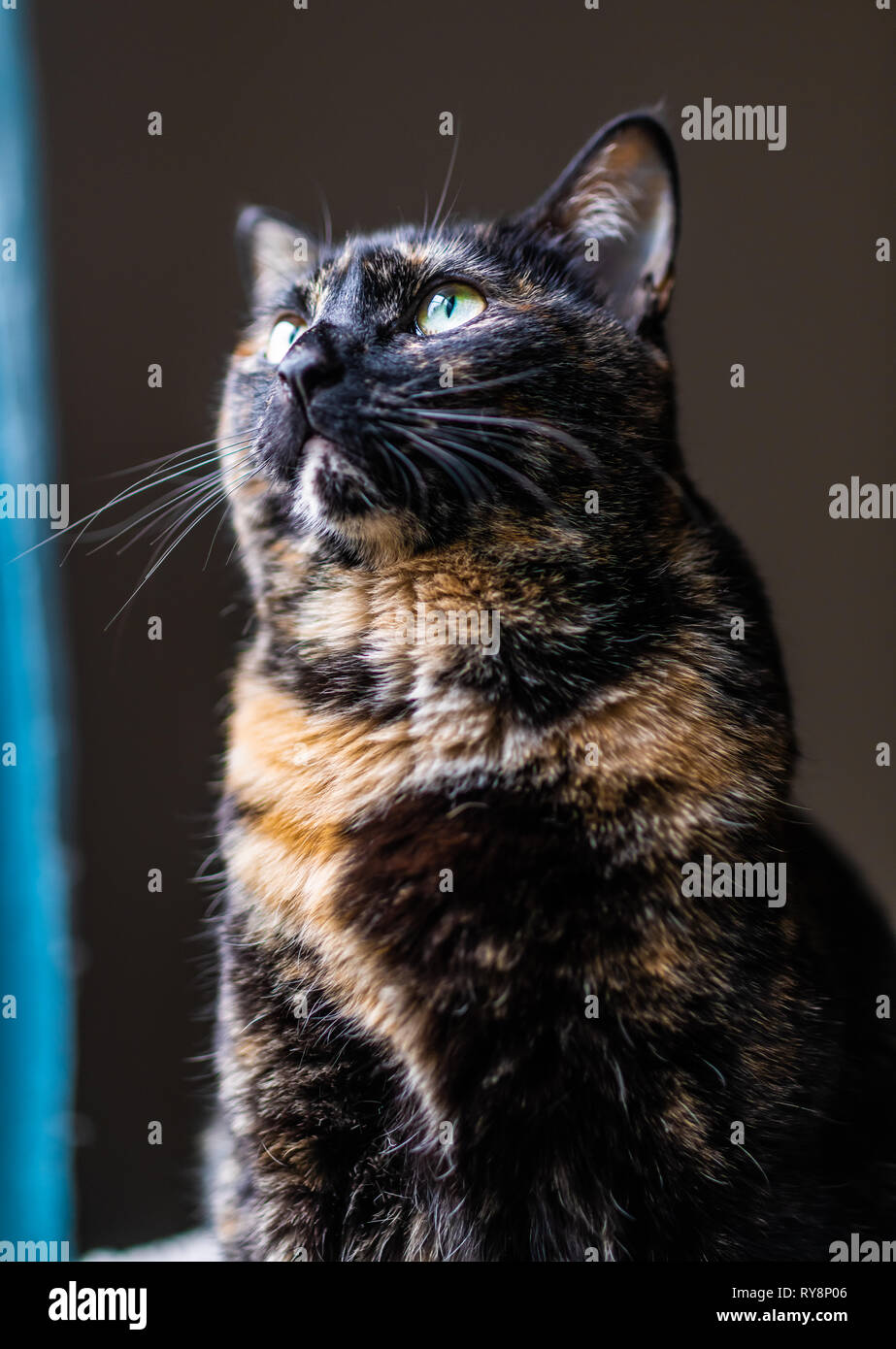 Un beau chat écaille regarde par la fenêtre Banque D'Images