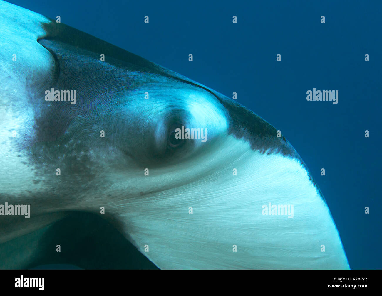 Face à l'oceanic manta (manta birostris), me regardant, Raja Ampat, Indonésie Banque D'Images