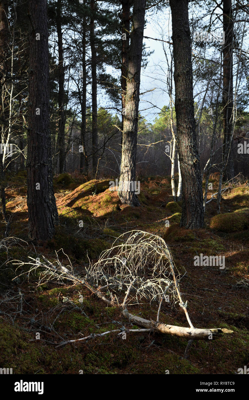 Brash dans hillwood;le parc national de Cairngorms;Ecosse Banque D'Images