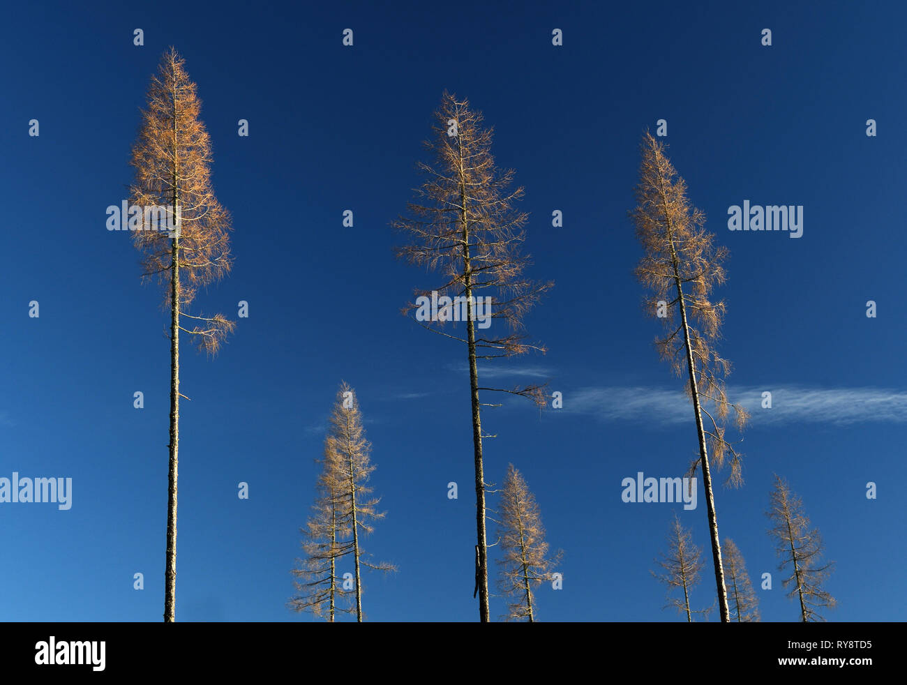 ;Mélèze Larix decidua;hiver;dreggie hill;highlands;Ecosse Banque D'Images
