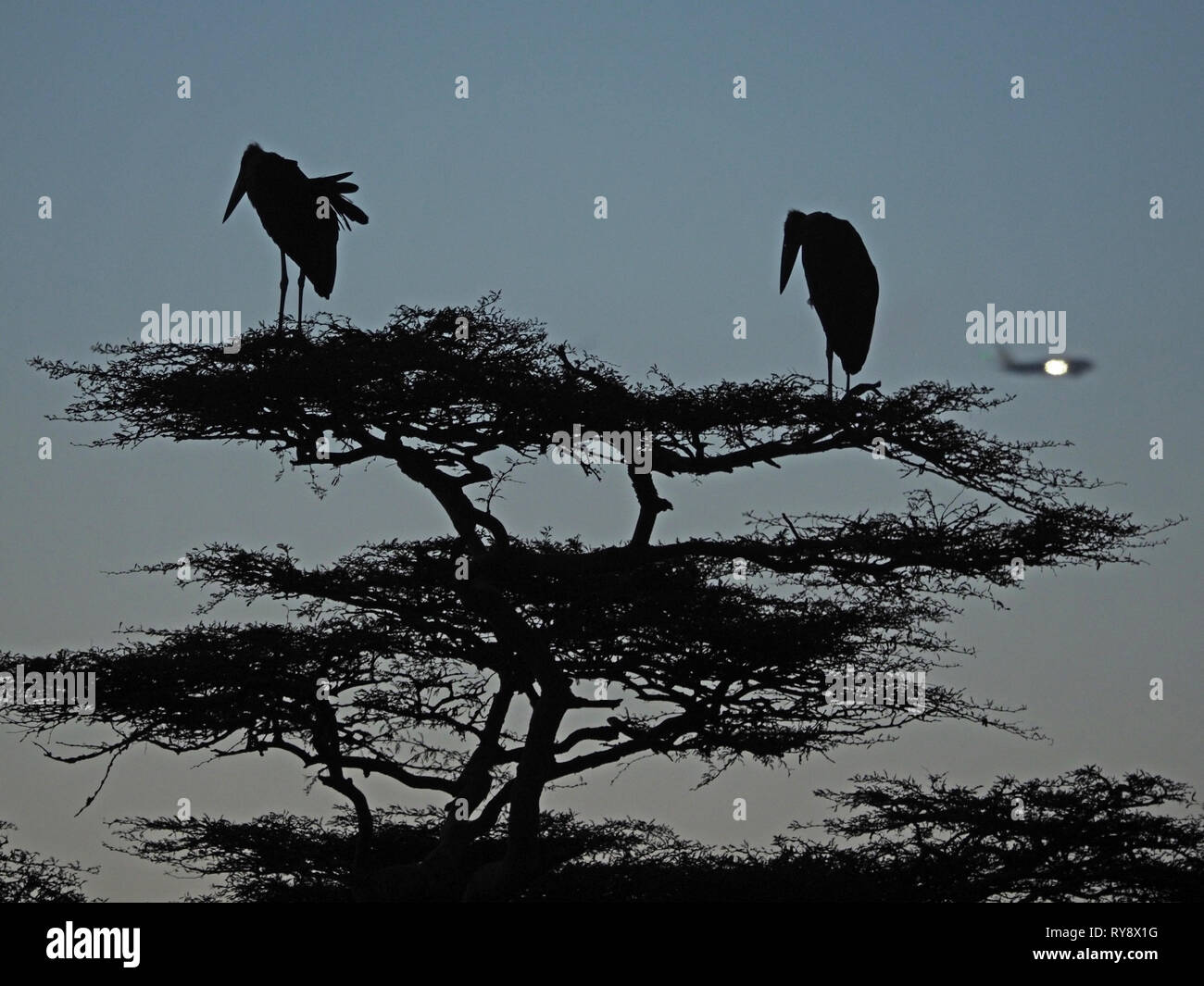Deux cigognes crumenifer Marabou Flamant rose (Phoenicopterus ruber) (se percher dans l'arbre d'acacia au crépuscule à Nairobi au Kenya, Afrique et de NP vole en avion aéroport à proximité Banque D'Images