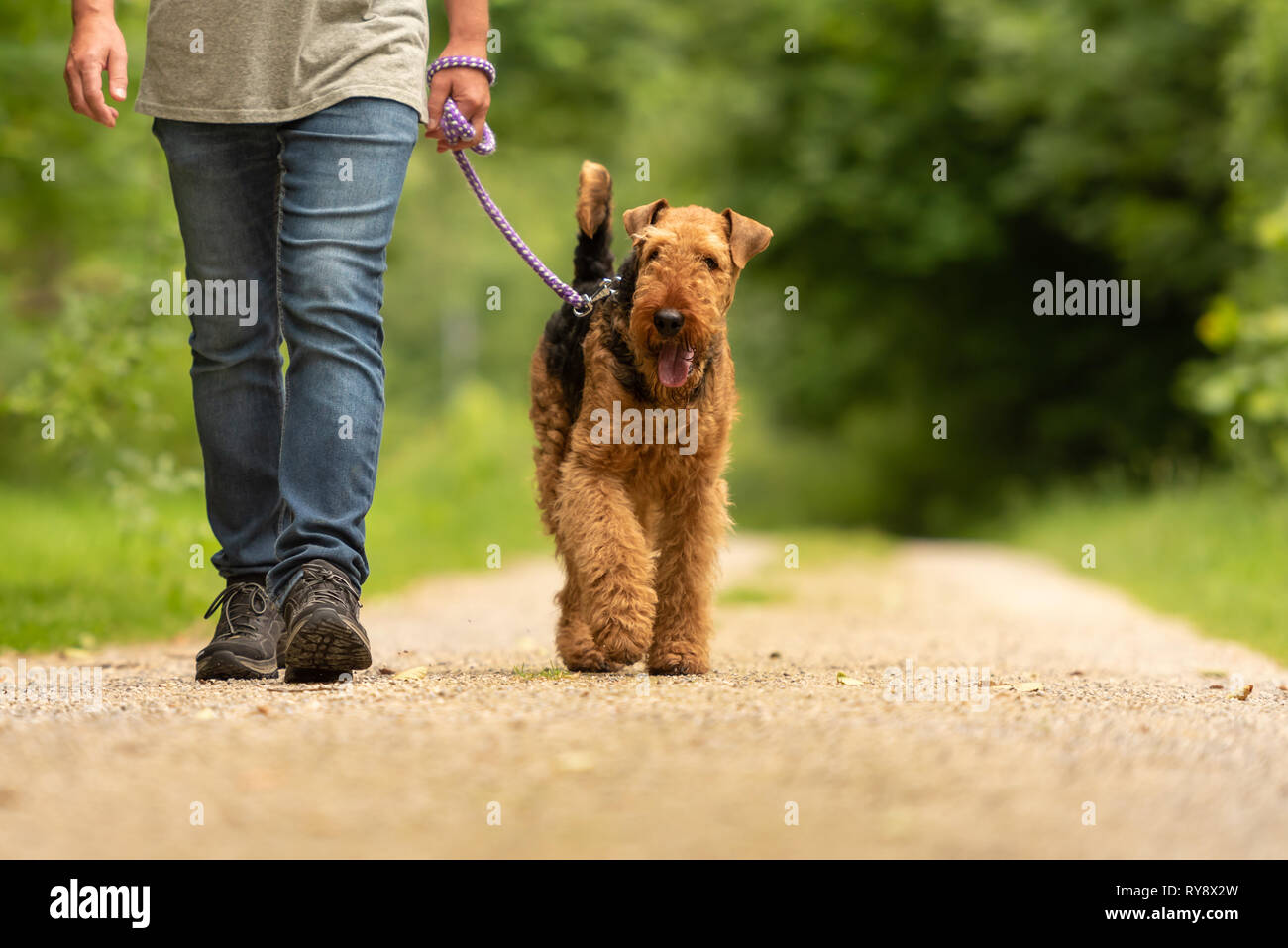 Airedale Terrier. Chien marche avec son chien sur un odedient rue rurale dans une forêt. Banque D'Images