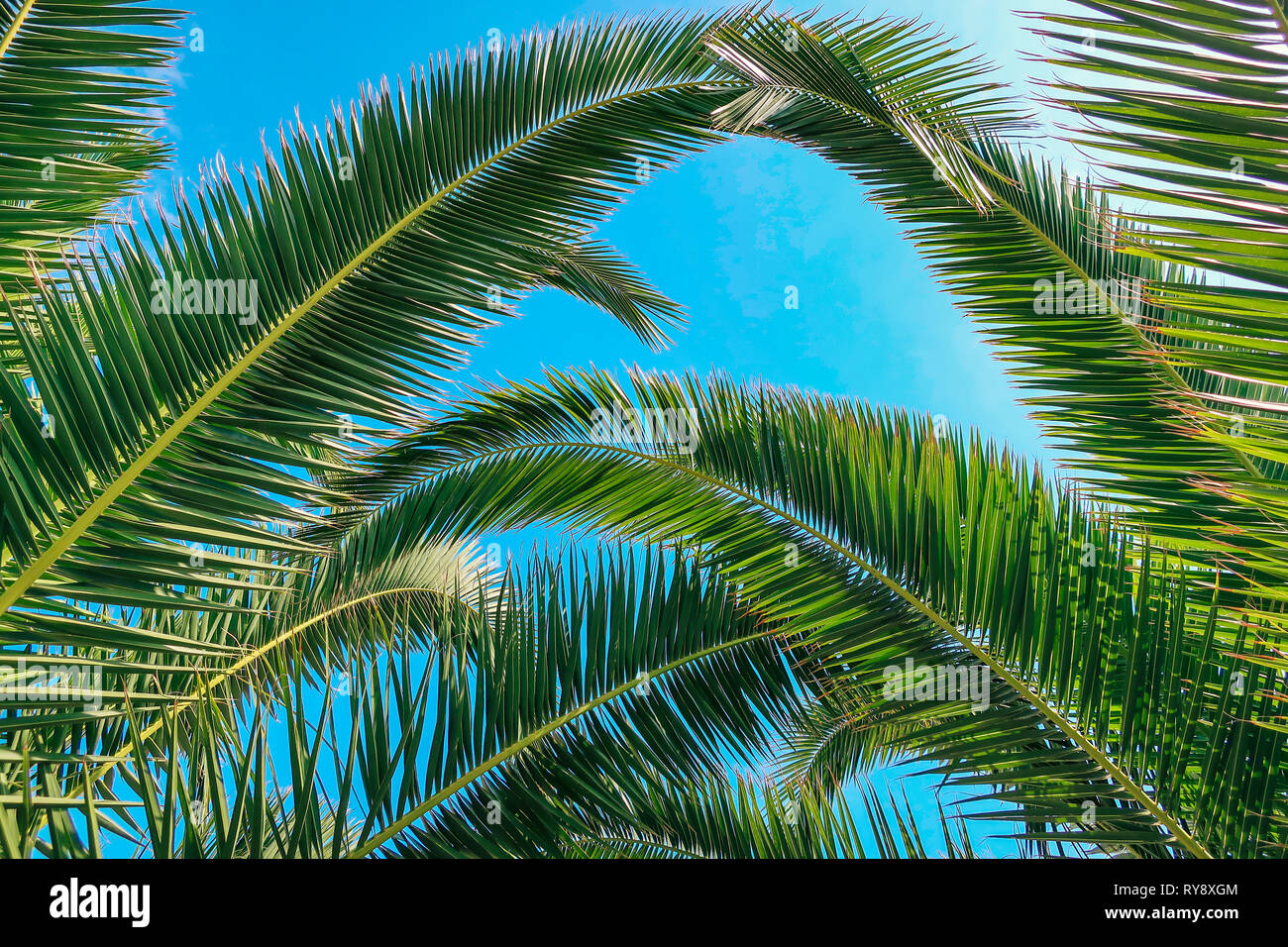 Palmier et beau ciel bleu en arrière-plan. Concept pour se rendre dans des endroits exotiques, tropicaux / locations et vacances. Banque D'Images