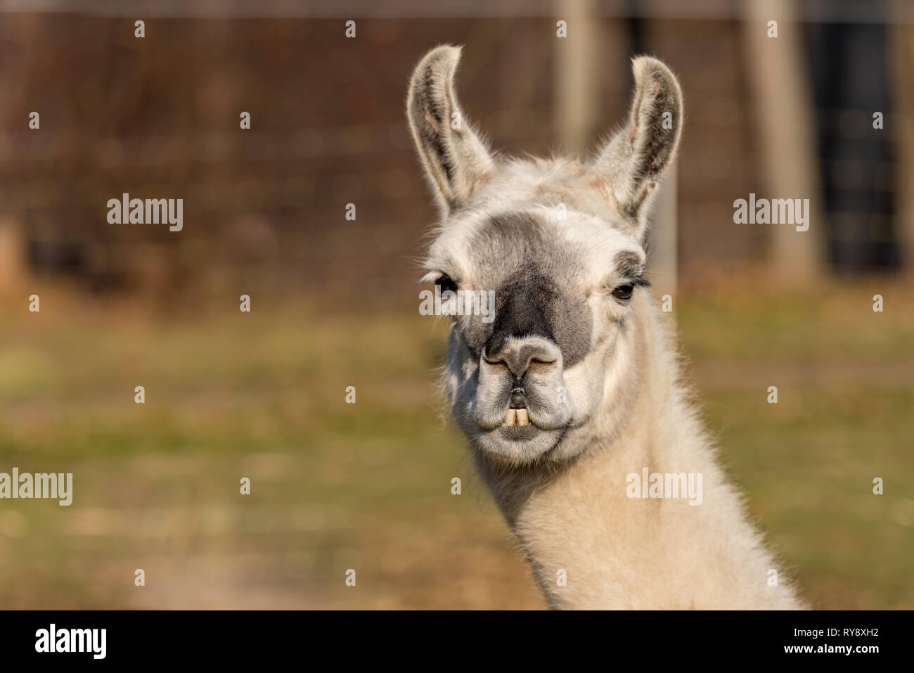 Lama glama est à l'avant Banque D'Images