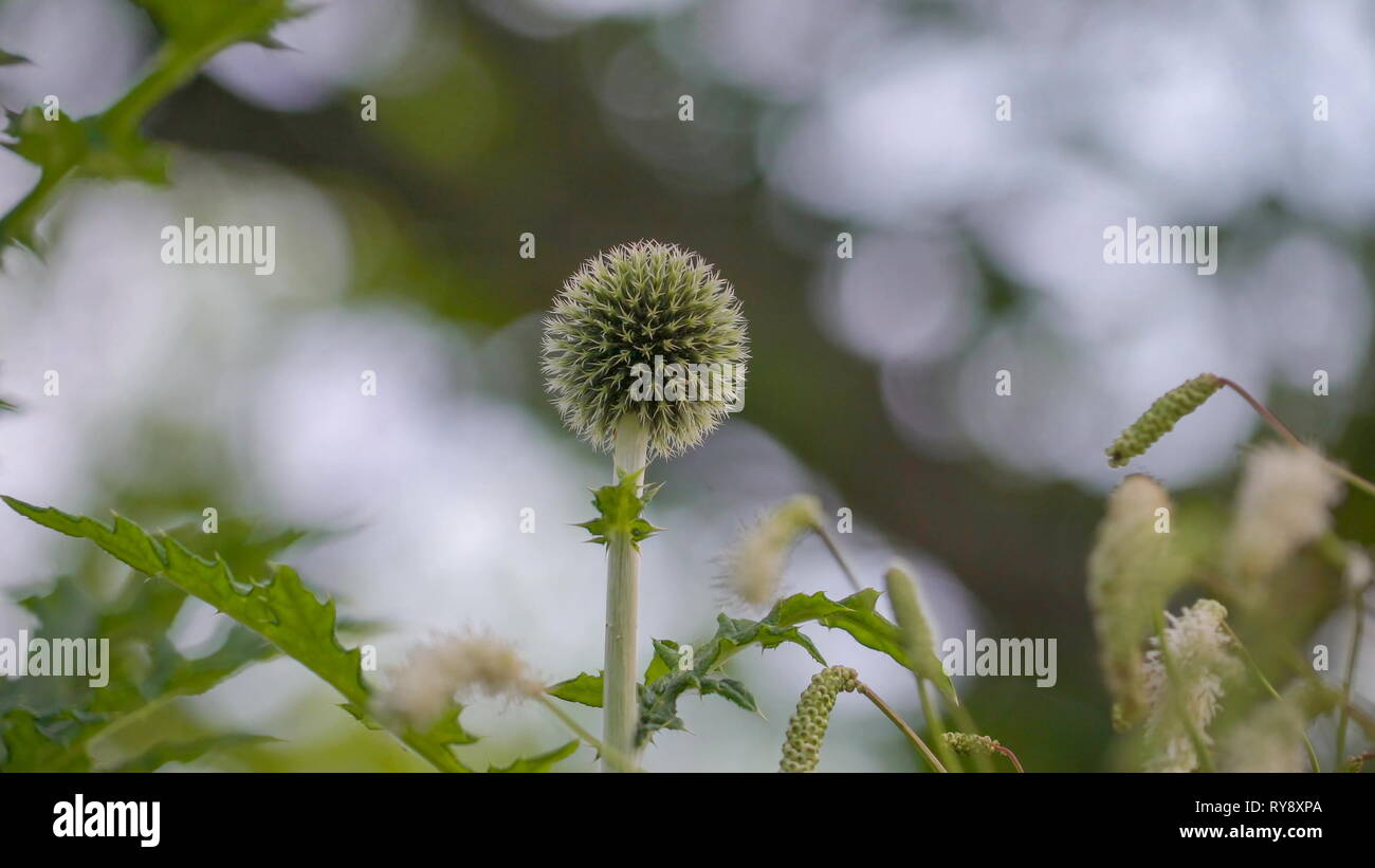 Les fleurs plumeuses de globe thistle-glandulaire ou également connu sous le nom de l'usine Usine Asteracea Banque D'Images