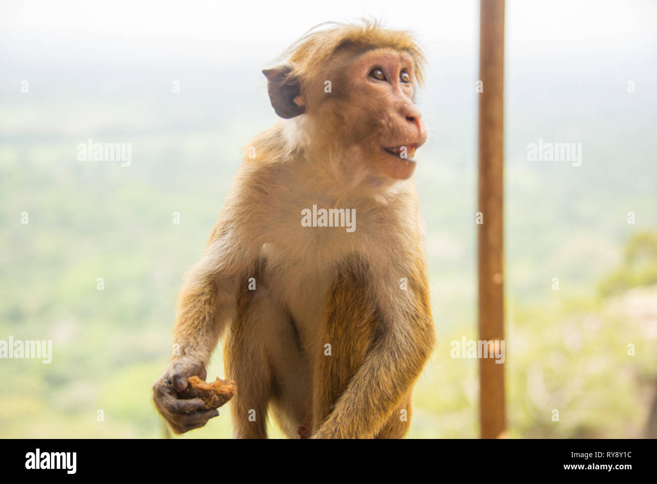 L'Asie, Sri Lanka, Sigiriya, toque macaque, Macaca sinica Banque D'Images