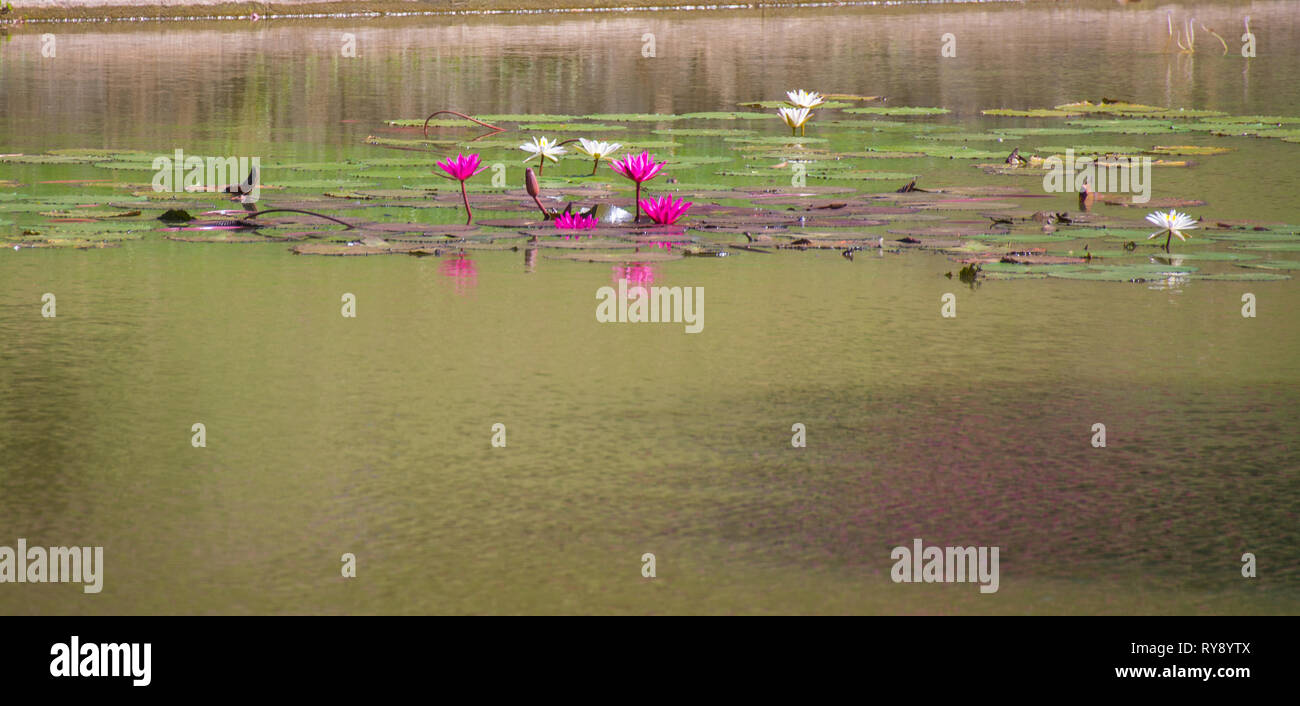 L'Asie, Sri Lanka, Kandy, Royal Botanic Garden Peradeniya, Nymphaea stellata Banque D'Images