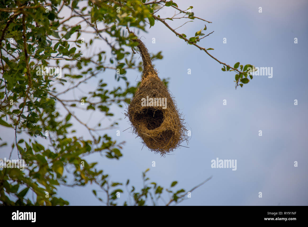 L'Asie, Sri Lanka, parc national de Yala, baya weaver Ploceus philippinus nest nid, Banque D'Images
