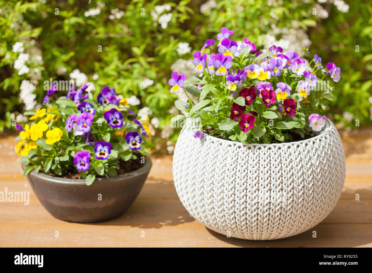 De belles fleurs d'été pensée dans les pots de jardin en Banque D'Images