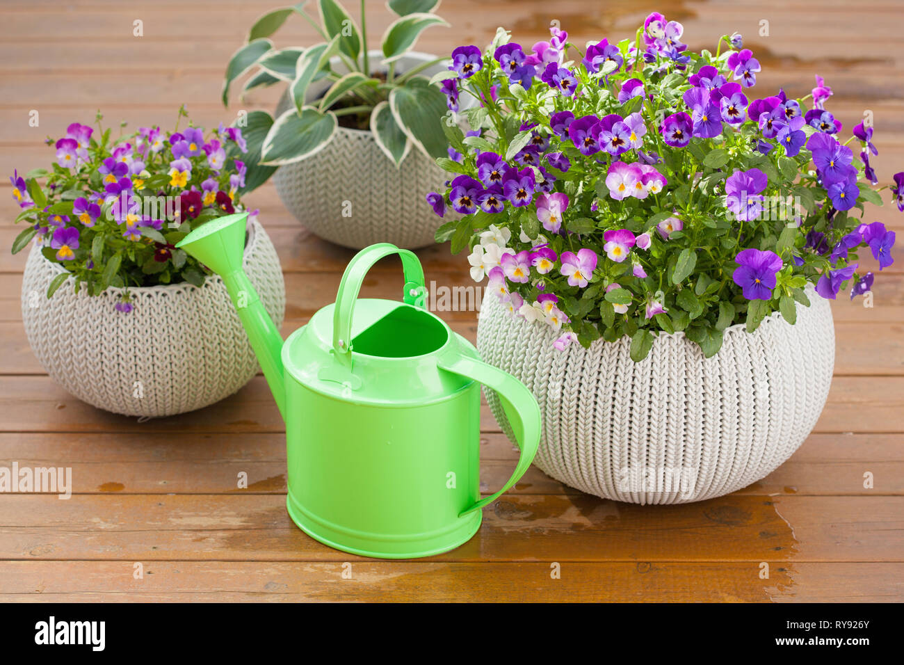 De belles fleurs d'été pensée dans les pots de jardin en Banque D'Images