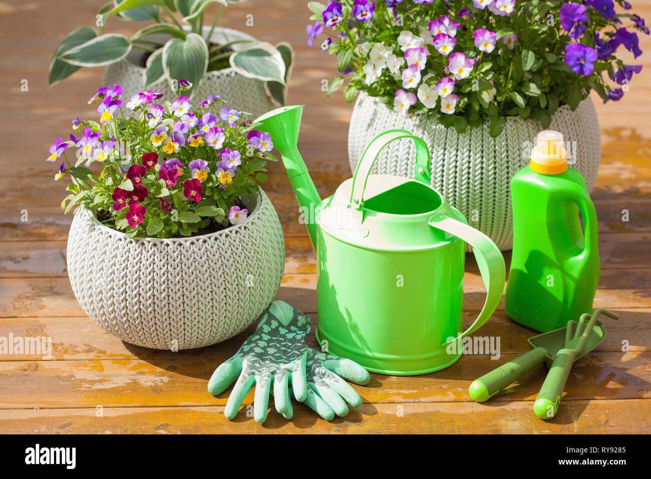 Beau jardin en fleurs d'été de pansy, arrosoir, outils Banque D'Images