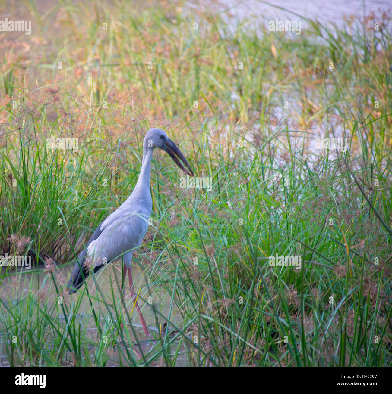 L'Asie, Sri Lanka, parc national de Yala, Asian openbill, Asian openbill Anastomus oscitante, Stork Banque D'Images