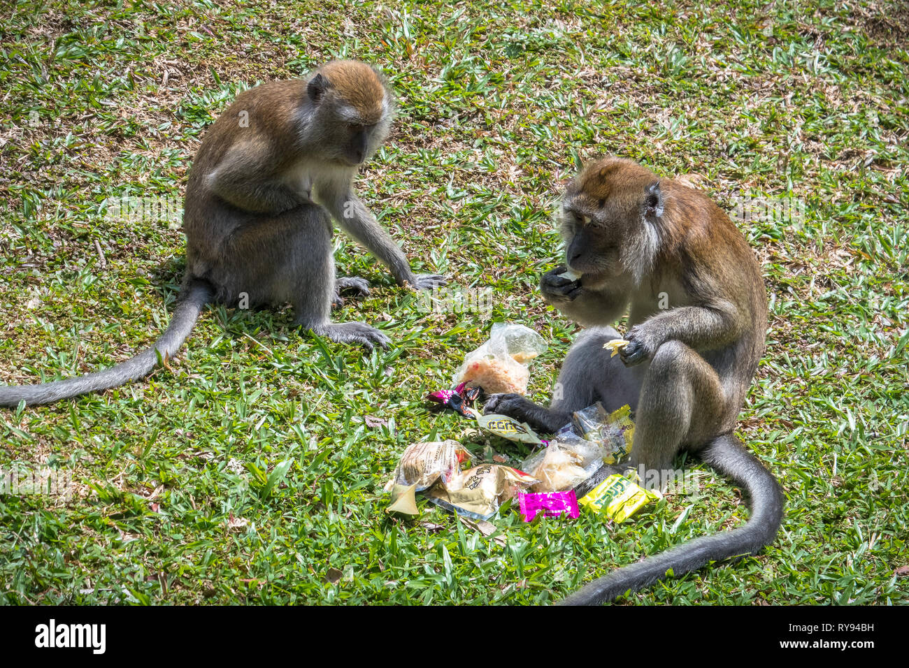 La Corbeille dans l'alimentation des singes - Touristes McRitchie Reservoir Park, Singapore Banque D'Images