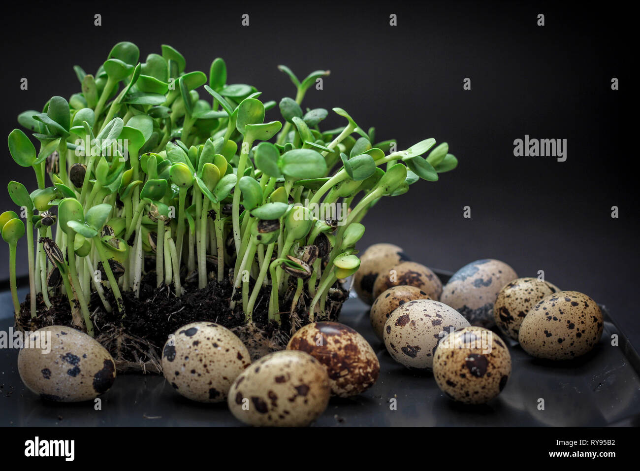 Les pousses de tournesol et des oeufs de cailles sur un fond sombre comme un symbole de Pâques Banque D'Images