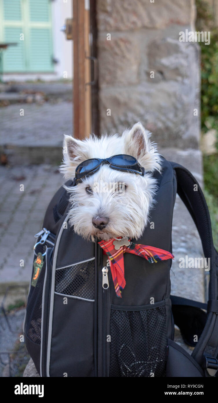 Avec son chien Biker biker lunettes dans un sac Banque D'Images
