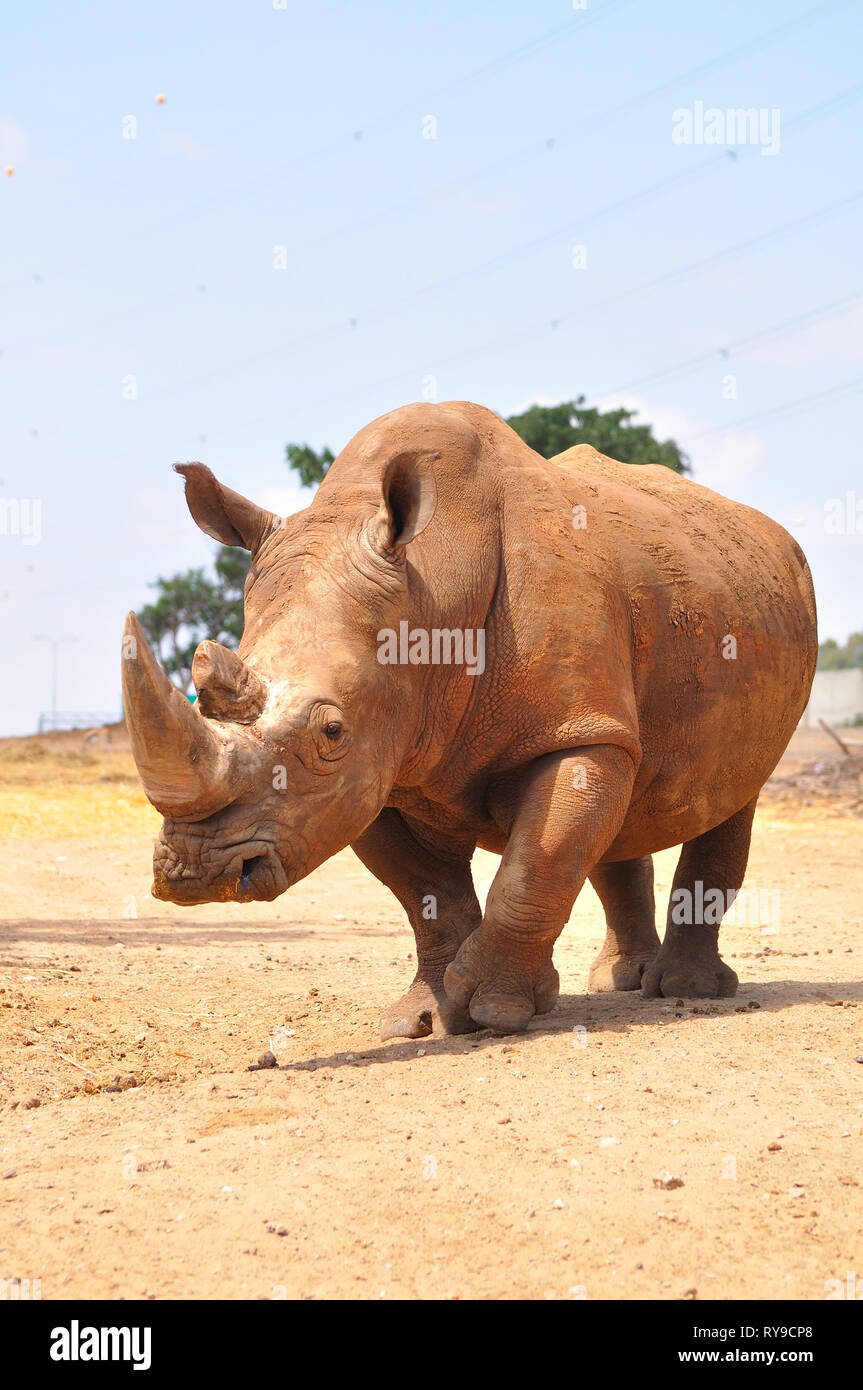 Rhino dans Safari park. Israël. Banque D'Images