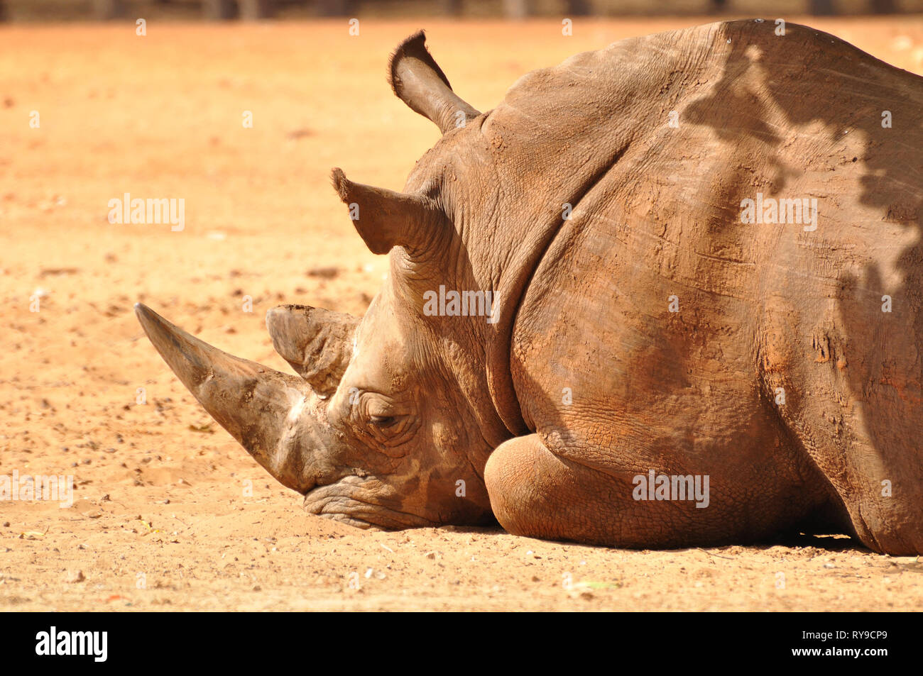 Rhino dans Safari park. Israël. Banque D'Images