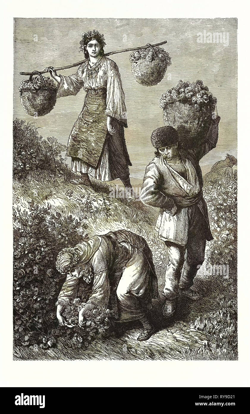 GATHERING ROSES EN Roumélie orientale. (Roumélie Rumeli : turc, l'albanais : Roumélie, bosniaque, serbe, Rumelija, Rumeliya) est un terme décrivant la zone considérée maintenant comme les Balkans ou la péninsule des Balkans, quand il a été administré par l'Empire Ottoman Banque D'Images