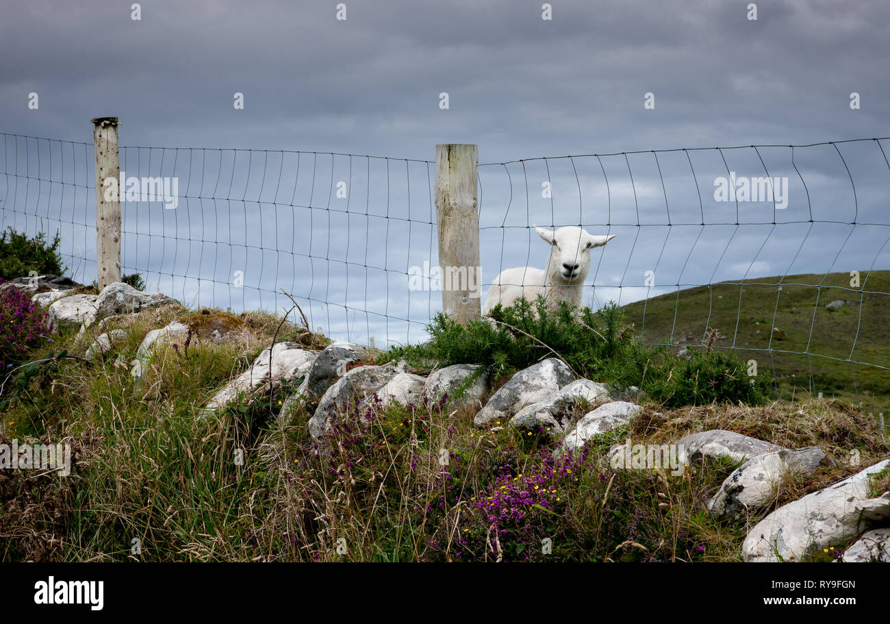 Dursey Island, Cork, Irlande. 11 août, 2015.Un jeune regarde sur lampe de derrière un français sur Dursey Island dans la péninsule de Beara à West Cork, Irelan Banque D'Images
