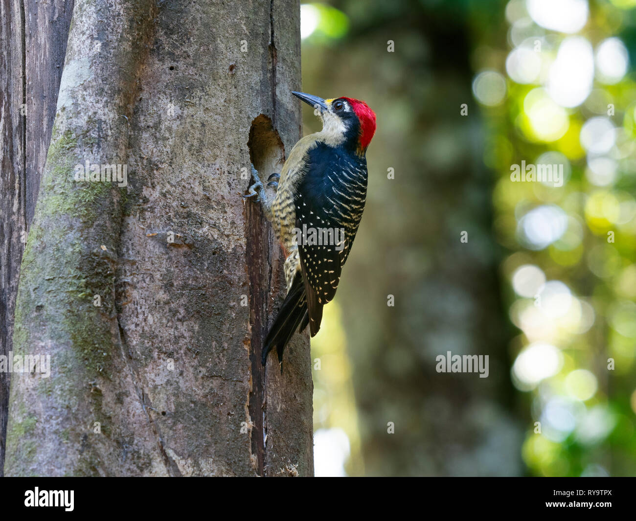 Black-cheeked Woodpecker Melanerpes pucherani Costa Rica Banque D'Images