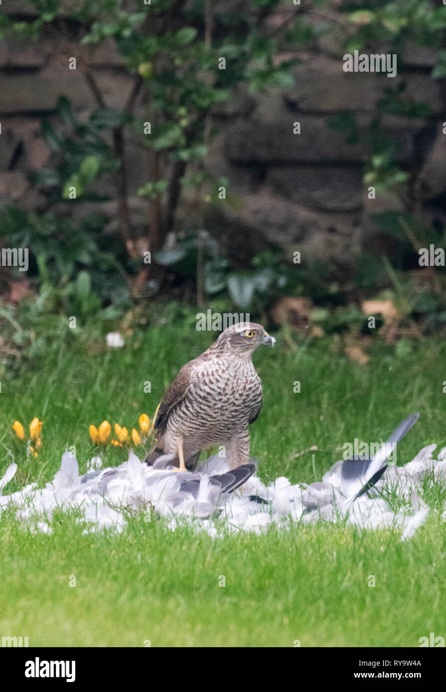 Fauve UK - un fauve se nourrissant d'un oiseau dans un jardin intérieur, Suffolk UK Banque D'Images