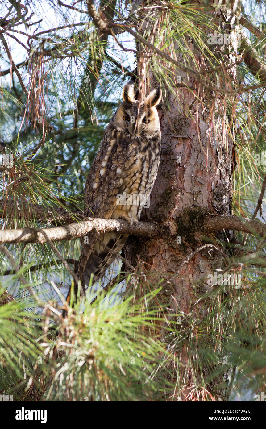 .Owl Long-eared Owl (Asio otus) sur la pine tree Banque D'Images