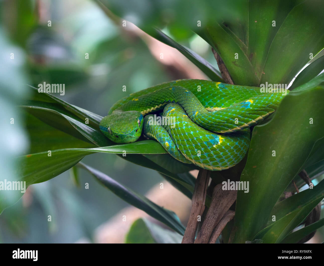 Palm à rayures latérales-pit viper Bothriechis lateralis Costa Rica Banque D'Images