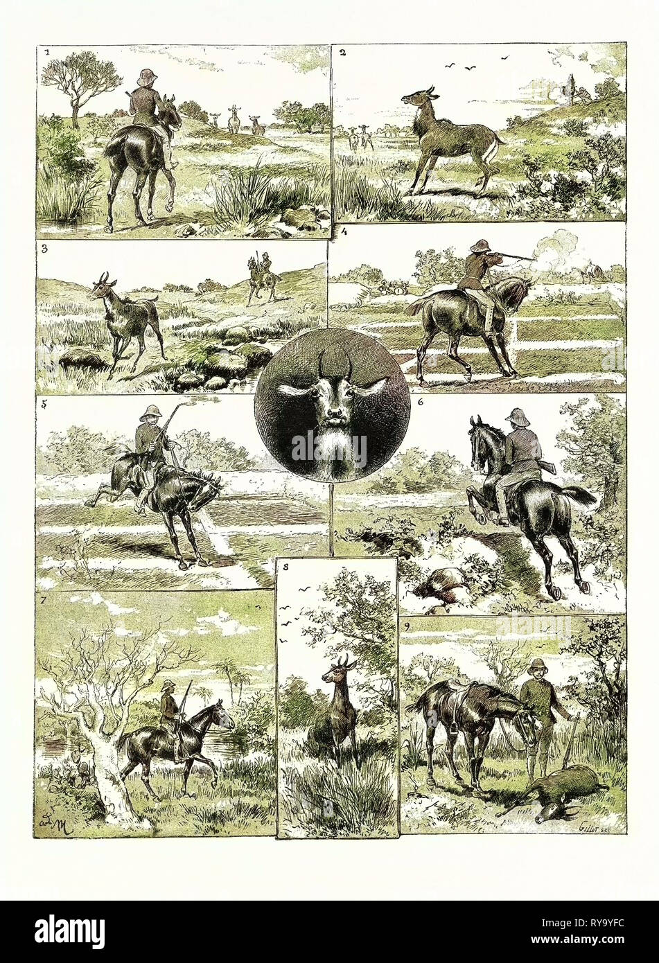 Un Nylghau Chasse en Inde Banque D'Images