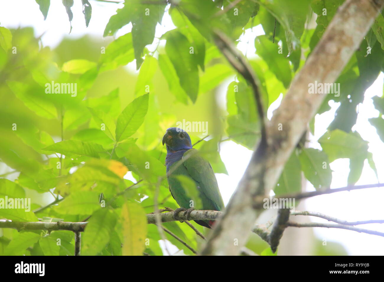 Perroquet à tête bleue (Pionus menstruus) à Equador Banque D'Images