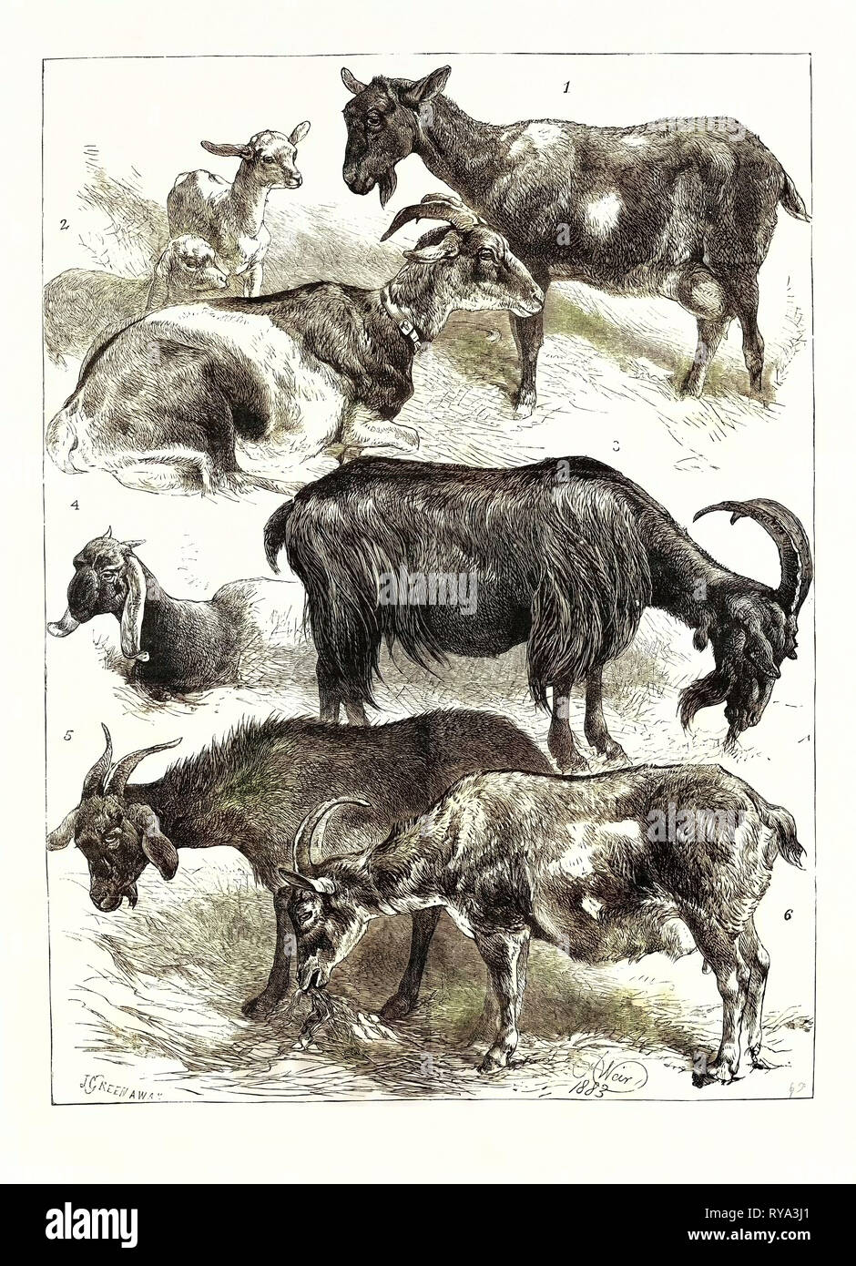 La chèvre spectacle au Palais de Cristal, UK, 1883 Banque D'Images