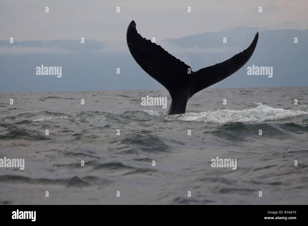 Queue d'une baleine à bosse à Punta Mita, Mexique Banque D'Images