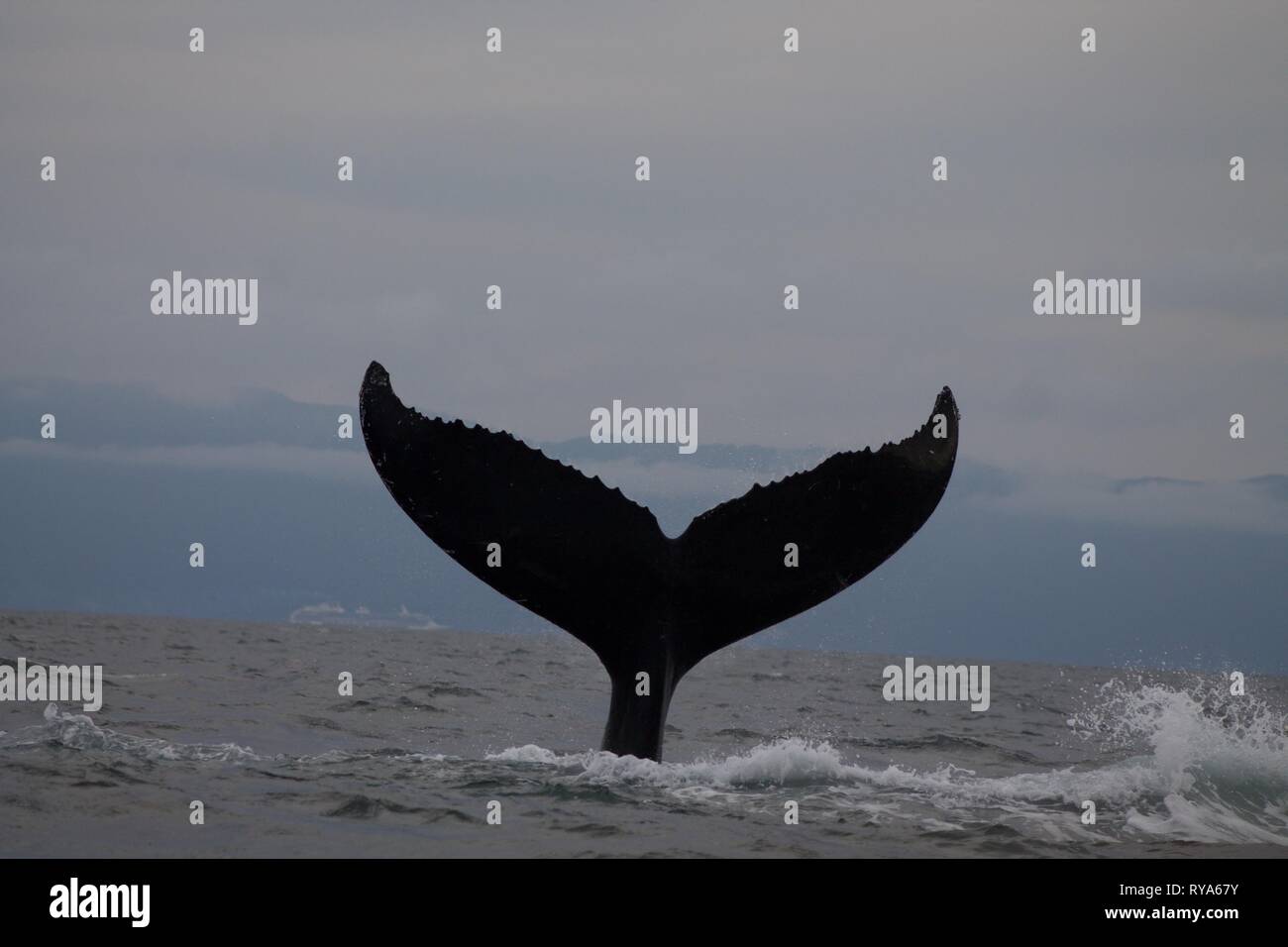 Queue d'un Humback Whale à Punta Mita, Mexique Banque D'Images