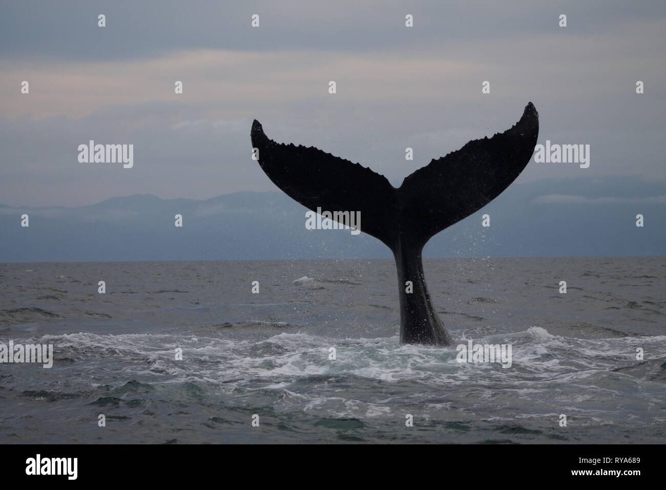 Queue d'une baleine à bosse à Punta Mita, Mexique Banque D'Images
