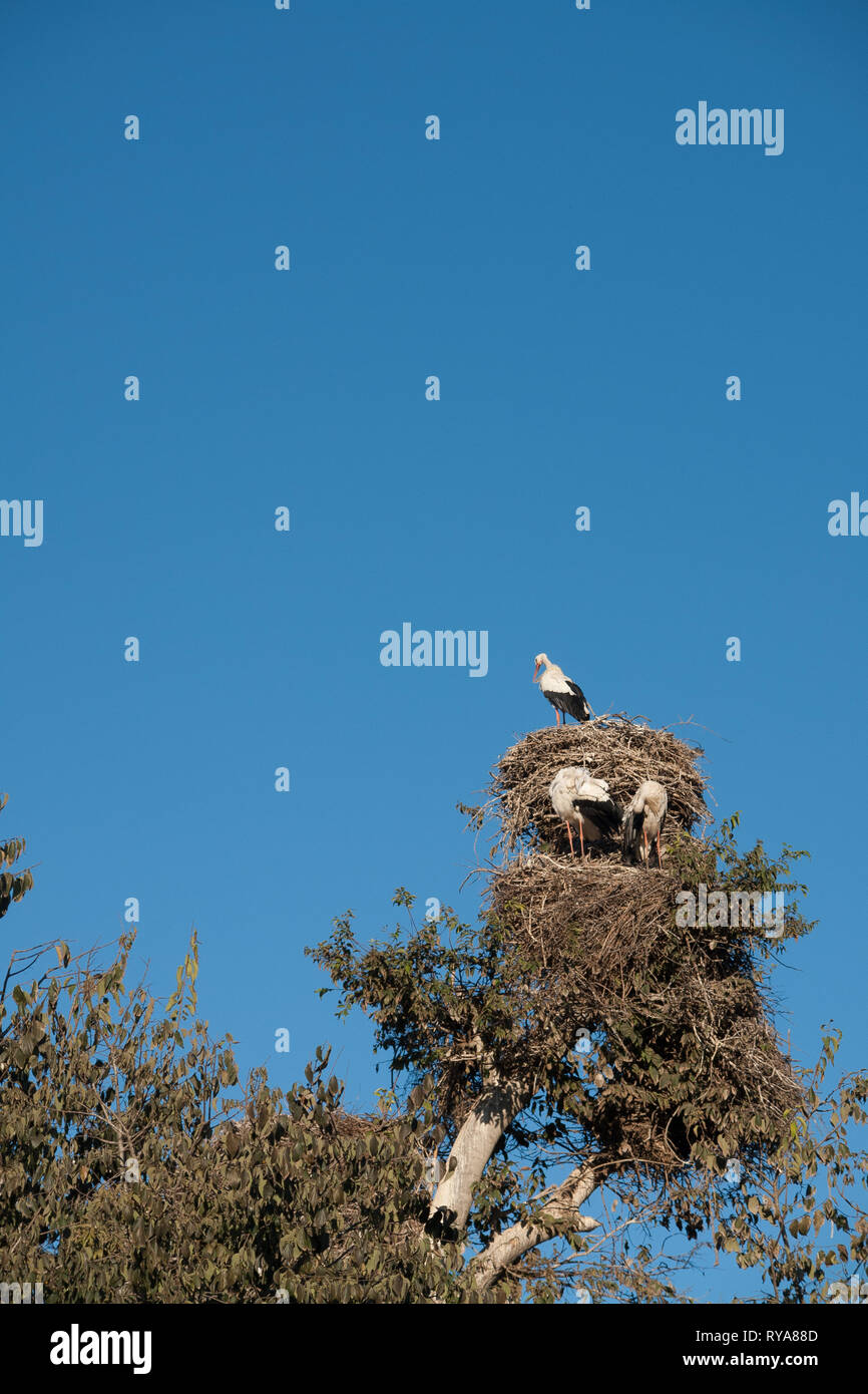 Famille de cigognes dans le nid contre le ciel bleu Banque D'Images