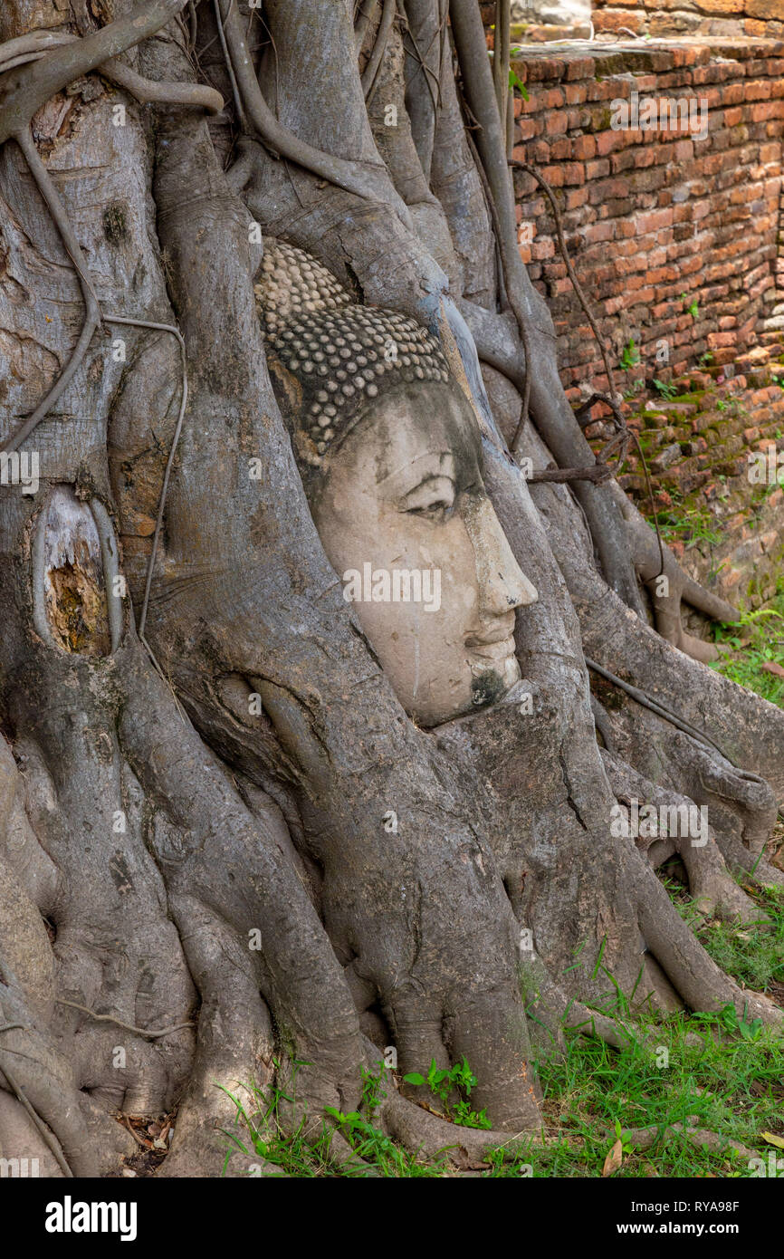 Tête de bouddha entouré par les racines de l'arbre. Wat Mahathat temple. Ayutthaya, Thaïlande Banque D'Images