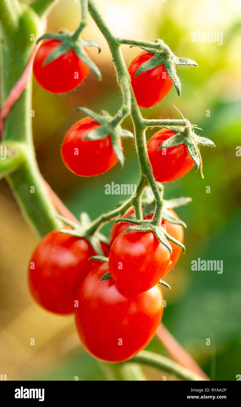 Tomates cerises dans un jardin. Les tomates biologiques mûres dans le jardin prêt pour la récolte Banque D'Images