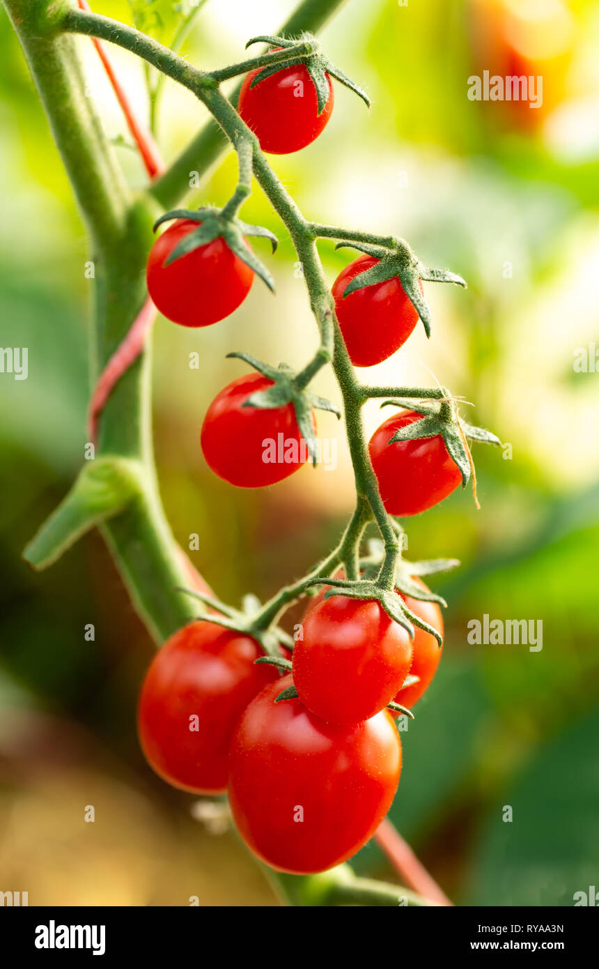 Tomates cerises dans un jardin. Les tomates biologiques mûres dans le jardin prêt pour la récolte Banque D'Images