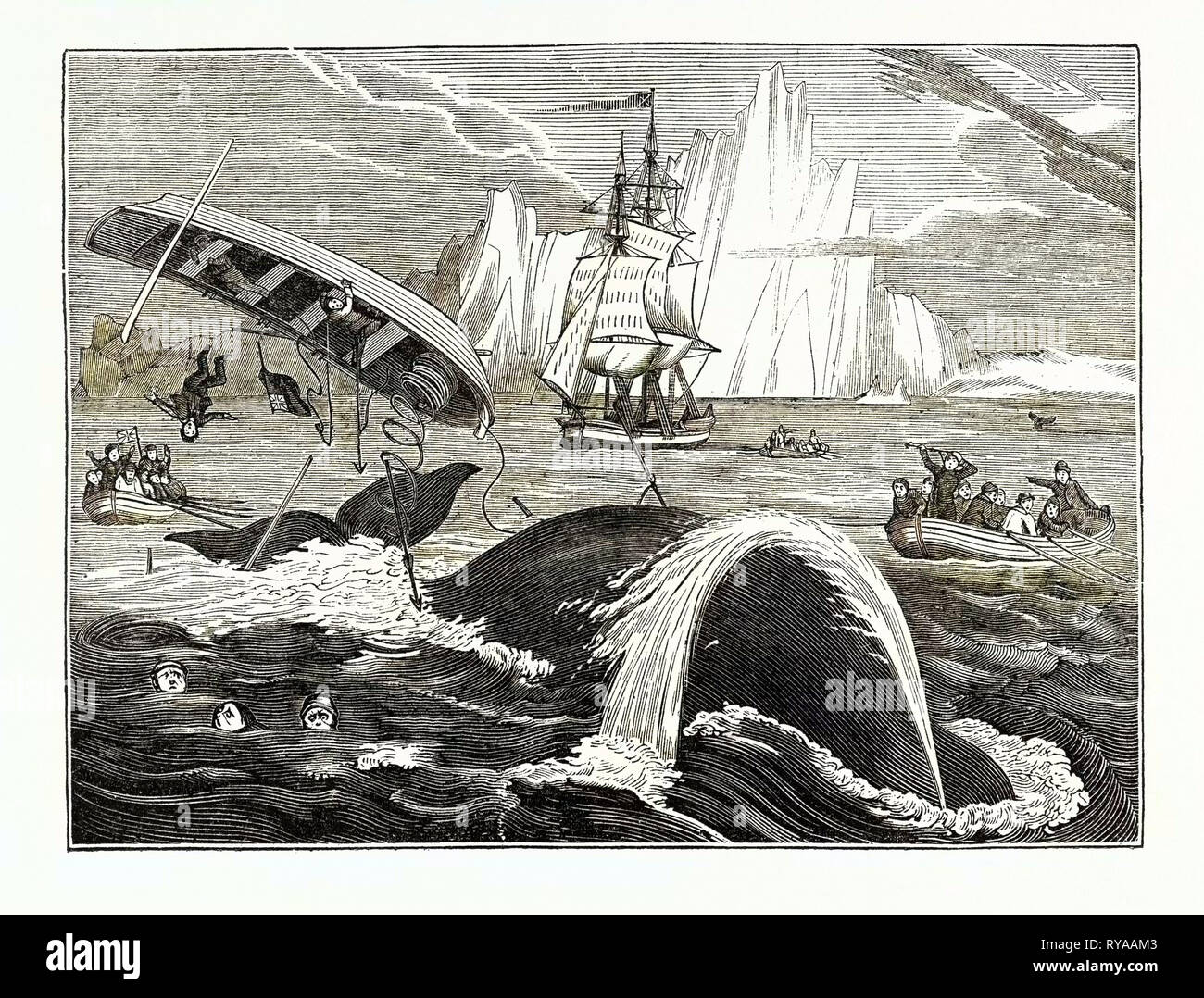 Dangers de la pêche des baleines Banque D'Images