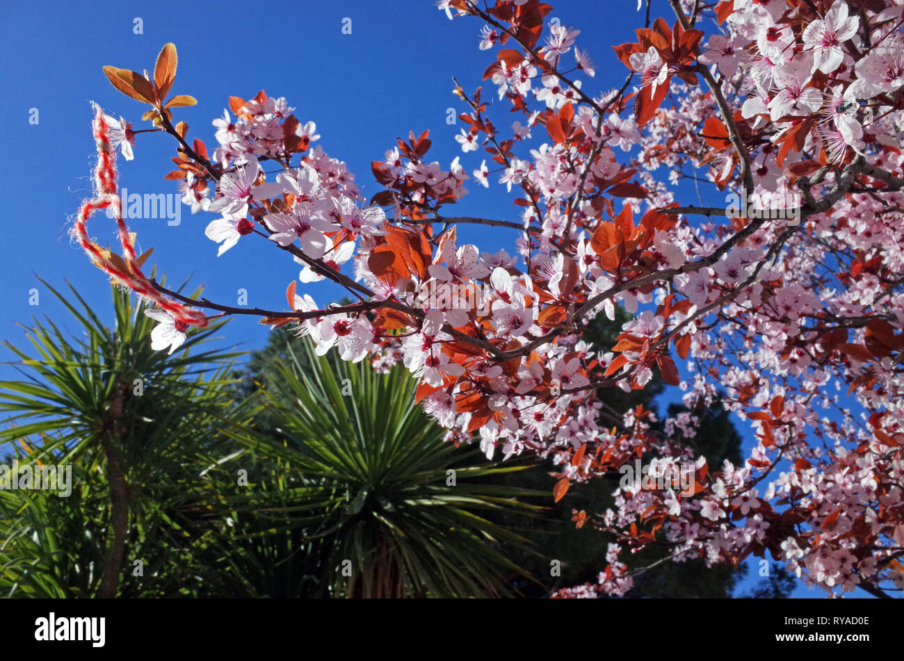 La floraison spectaculaire de Prunus cerasifera 'pissardii' dans la région de Sassari, Sardaigne, Italie Banque D'Images