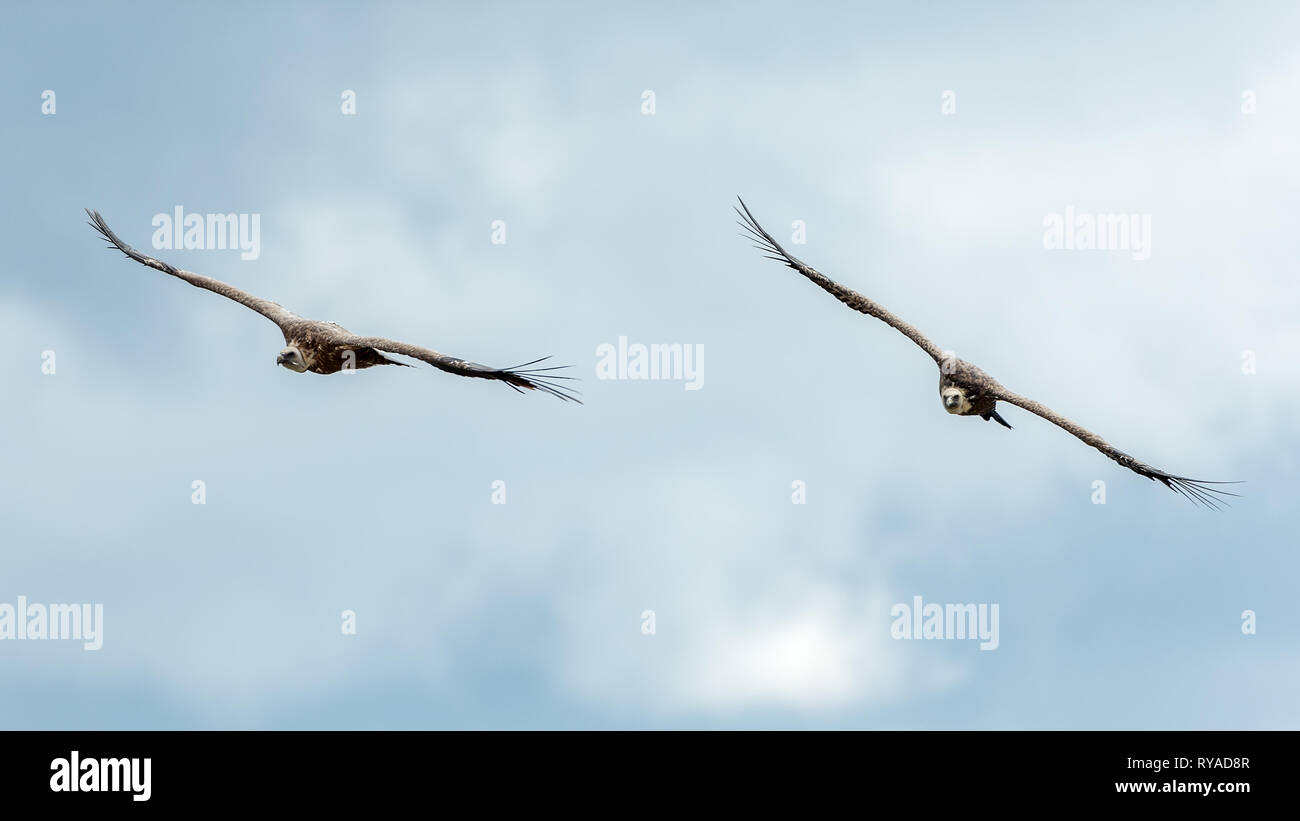 Zwei fliegen Bartgeier am Himmel über der Verdonschlucht THEMENBILD in Frankreich Geier, 05.09.2018 Bildnachweis : Mario Hommes / HH-Photographie Banque D'Images