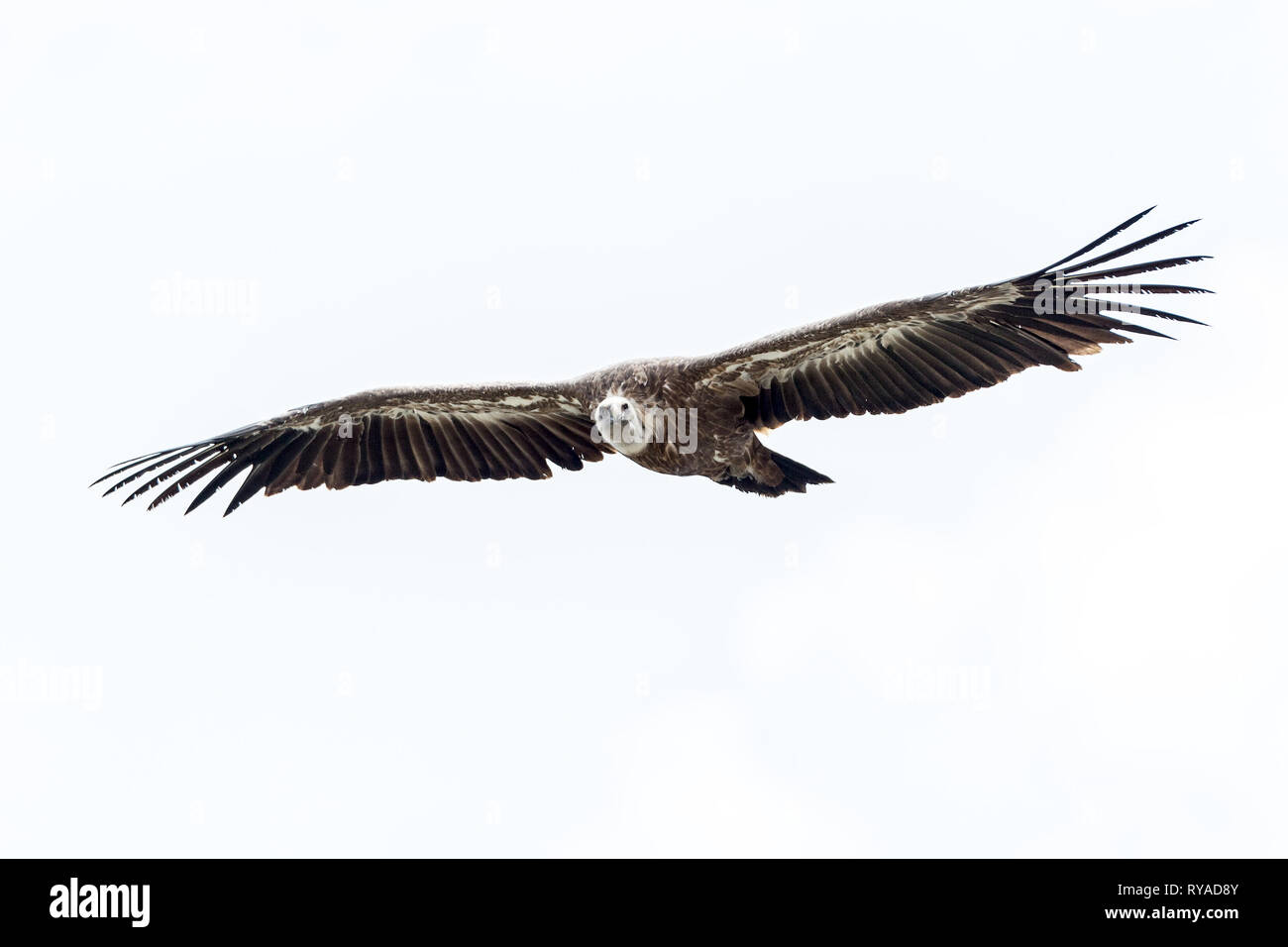 Ein Bartgeier fliegt am Himmel über der Verdonschlucht THEMENBILD in Frankreich Geier, 05.09.2018 Bildnachweis : Mario Hommes / HH-Photographie Banque D'Images