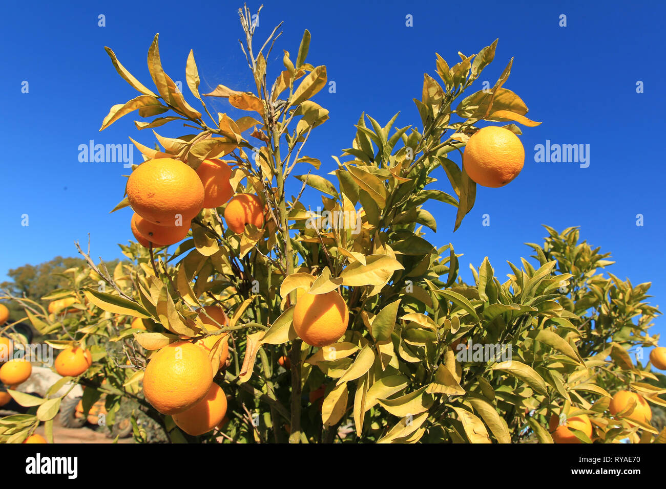 Orangen an einem Orangenbaum vor blauem Himmel Banque D'Images