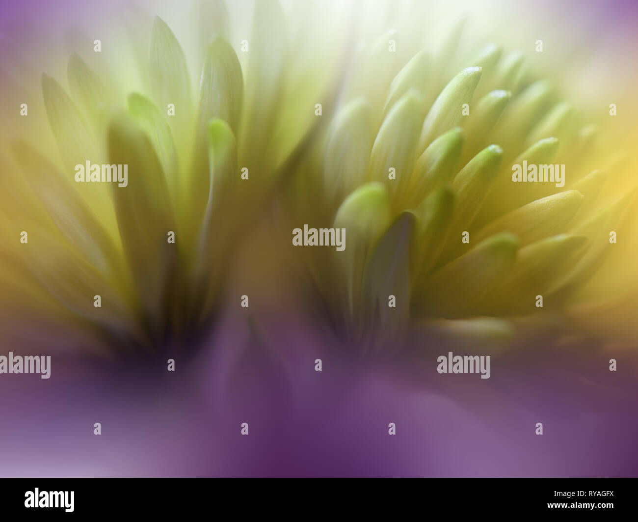 Belle Nature fond jaune.Dessin de Fantaisie florale.Chrysanthèmes Résumé artistique.feuilles vertes.L'écologie des plantes naturelles d'énergie.Macro... Banque D'Images