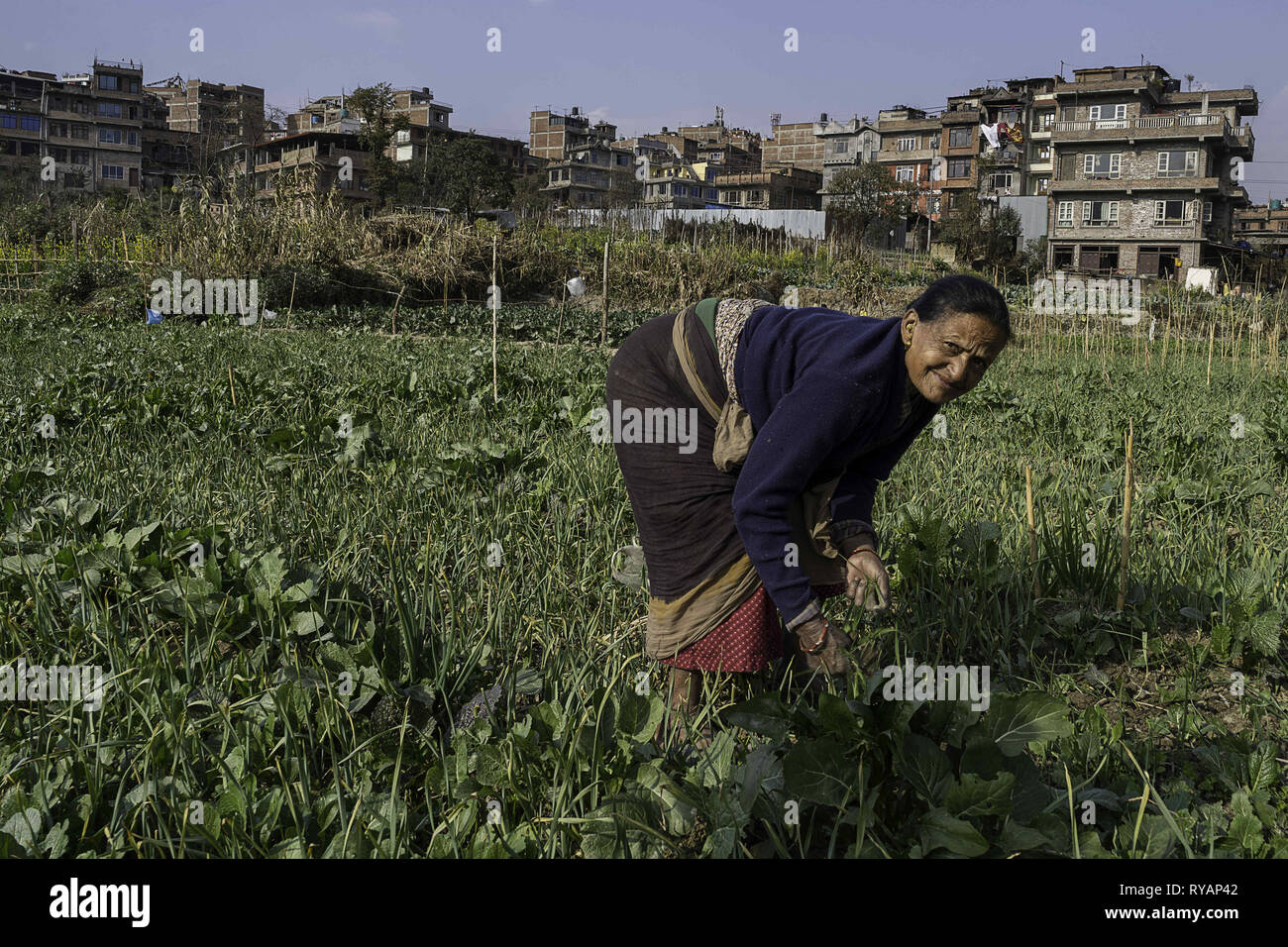 Bhaktapur, Népal, Zone Bagmati. Août 24, 2018. Une dame vu travailler à son jardin à Bhaktapur.Bhaktapur est une ancienne ville du Népal, à l'Est de son capital Khatmandu, son nom est traduit en place des dévots et c'est une vieille ville est inscrite au patrimoine mondial de l'UNESCO en raison de ses temples et les œuvres. Credit : Enzo Tomasiello SOPA/Images/ZUMA/Alamy Fil Live News Banque D'Images